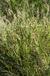 Southern sandbur